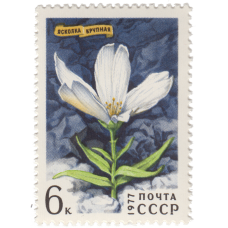 1977 Цветы Гор Сибири, Ясколка крупная