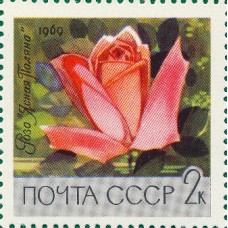 1969 Главный ботанический сад Академии наук СССР в Москве. Роза «Ясная поляна»