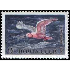 1972 Фауна. Водоплавающие птицы - обитатели побережий морей и океанов. Розовая чайка