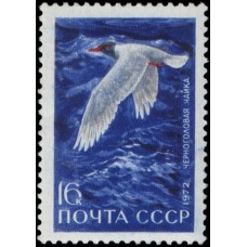 1972 Фауна. Водоплавающие птицы - обитатели побережий морей и океанов. Черноголовая чайка