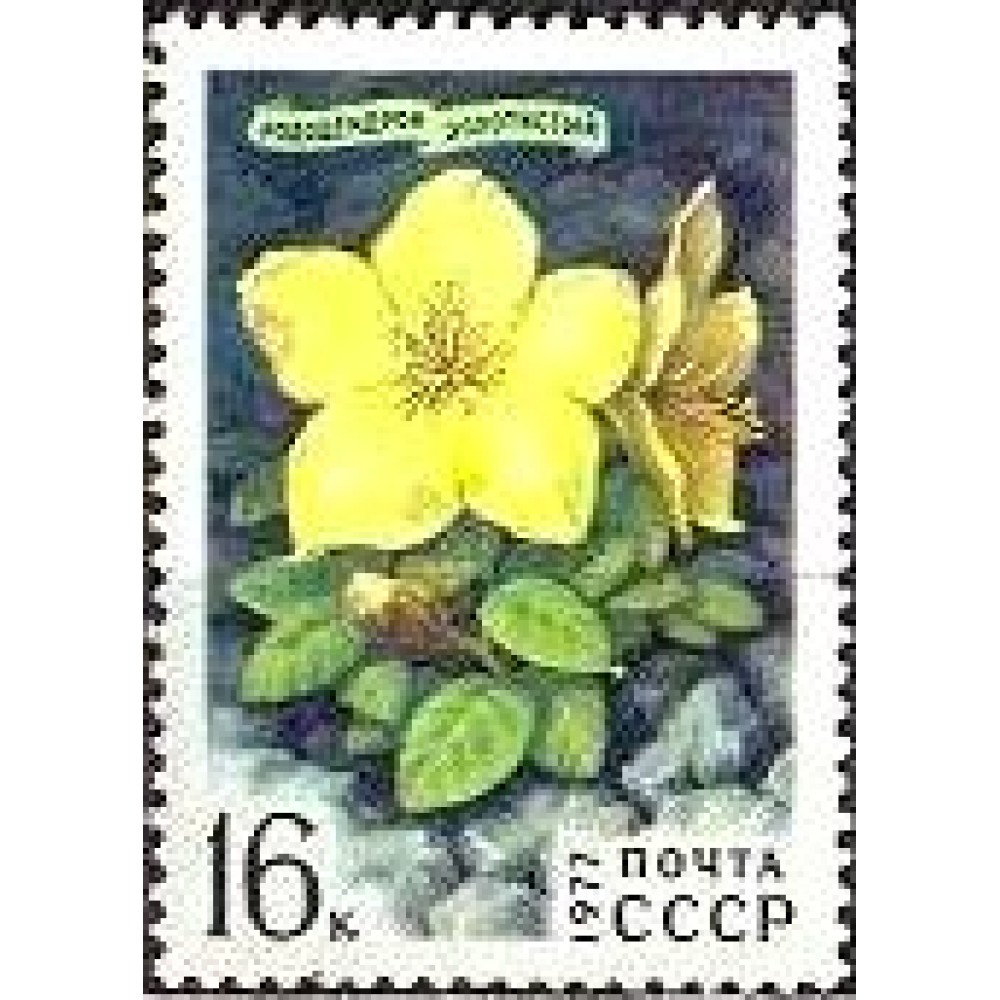 1977 Цветы Гор Сибири, Рододендрон золотистый 1977 Цветы Гор Сибири, Рододендрон золотистый