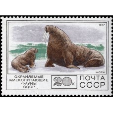 1977 Фауна СССР. Морж