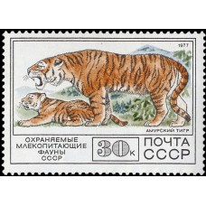 1977 Фауна СССР. Амурский тигр